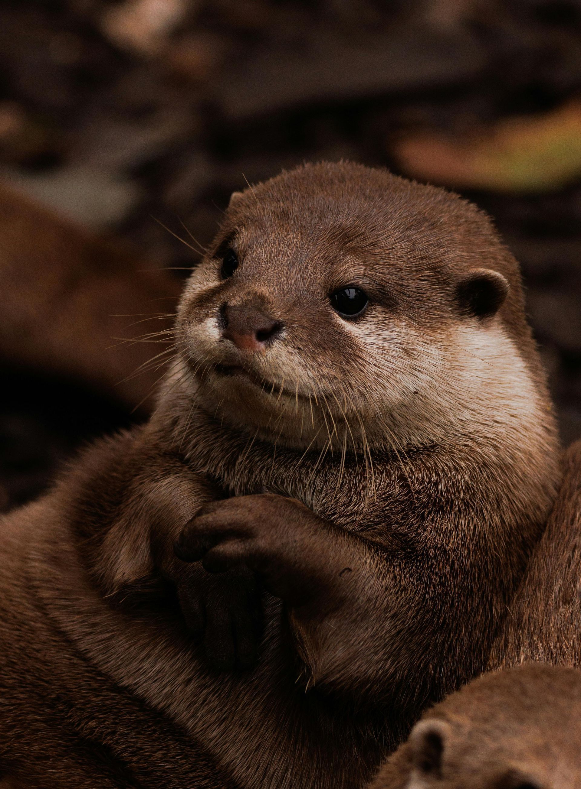 Otter with dark brown fur, paws clasped, looking curious.
