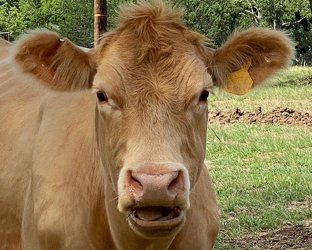 Texas Hill Country Cattle