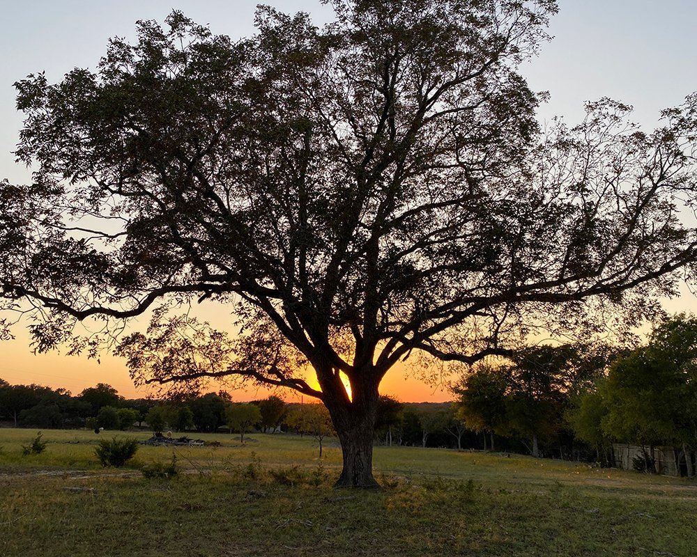 An old oak tree in the Hill Country of Texas