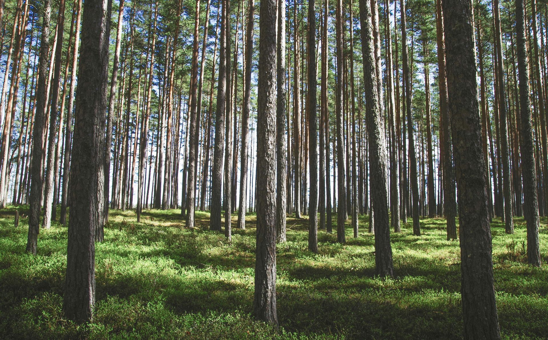 Forest with tall, slender trees and green undergrowth. Sunlight filters through the trees.