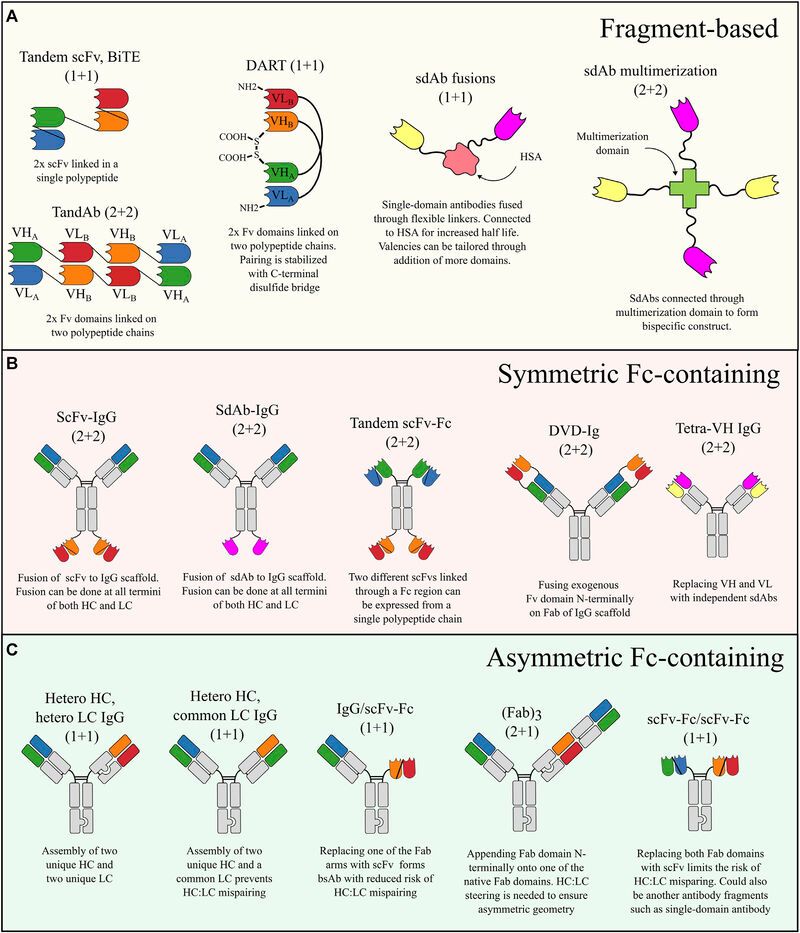 Design and engineering of bispecific antibodies: insights and practical ...