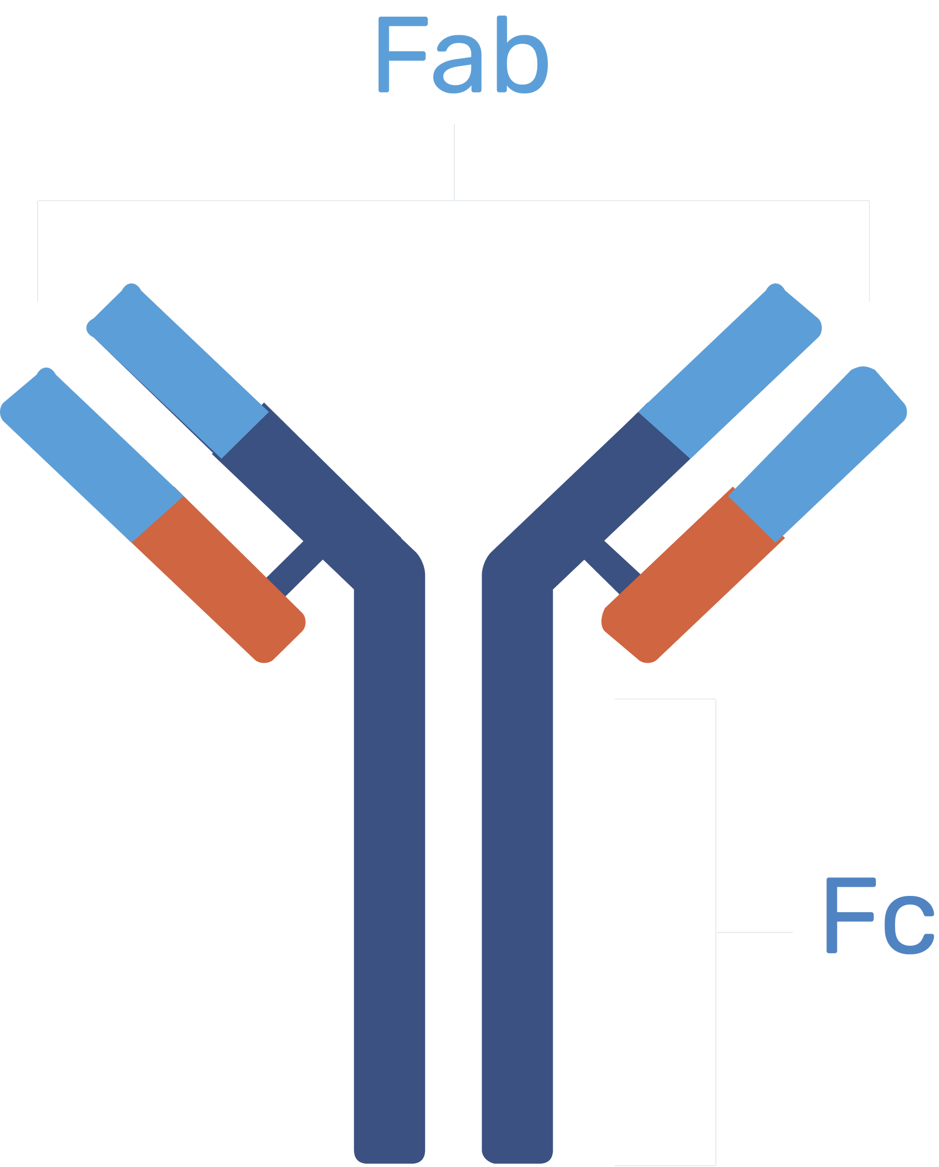 Antibody structure: Y-shaped, blue and orange, with Fab (antigen-binding) and Fc (constant) regions labeled.
