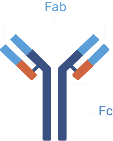 Antibody structure: Y-shaped, blue and orange, with Fab (antigen-binding) and Fc (constant) regions labeled.