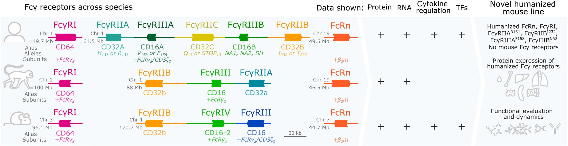 Cross-species cellular mapping and humanization of Fcγ receptors to ...