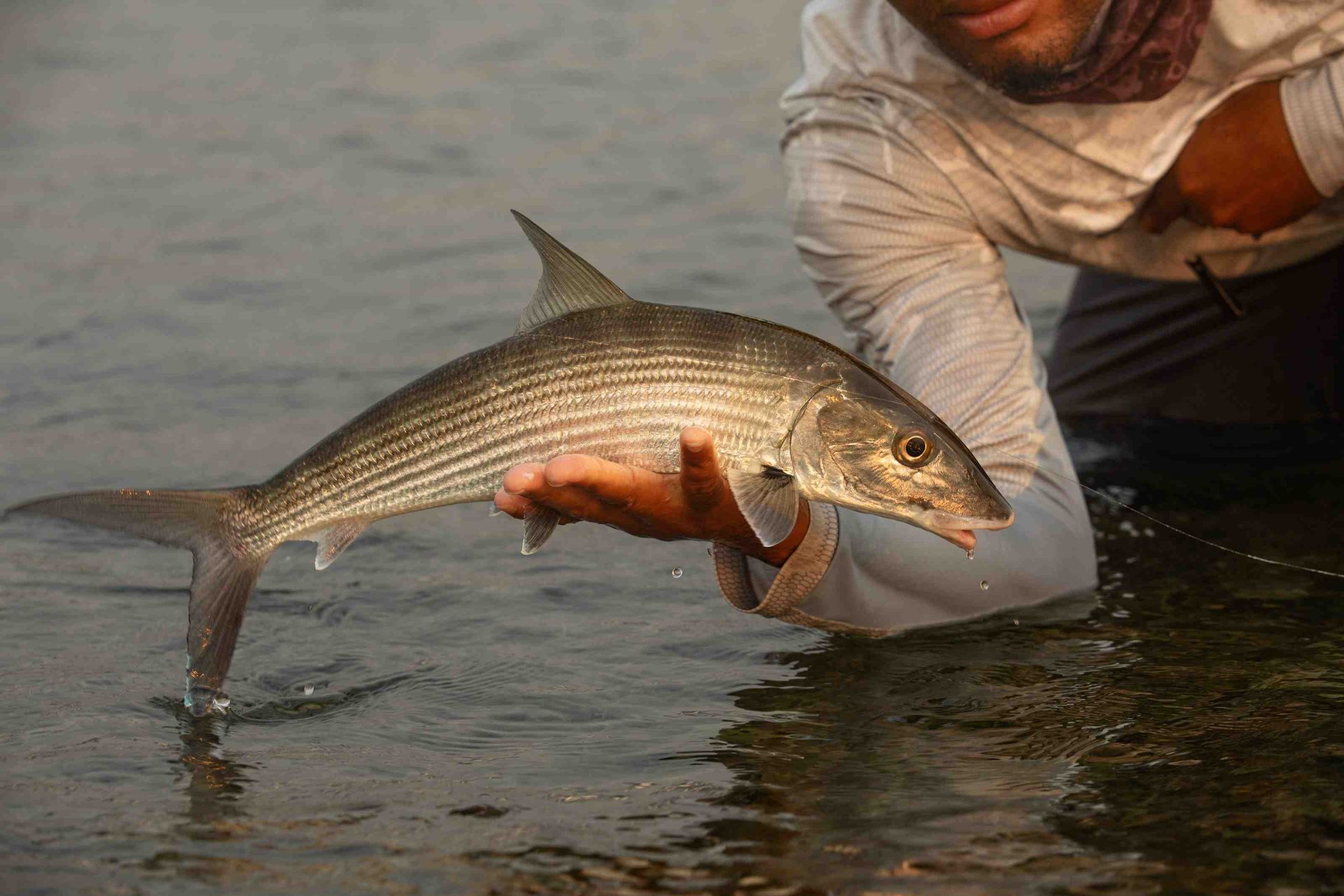 Roatan bonefish