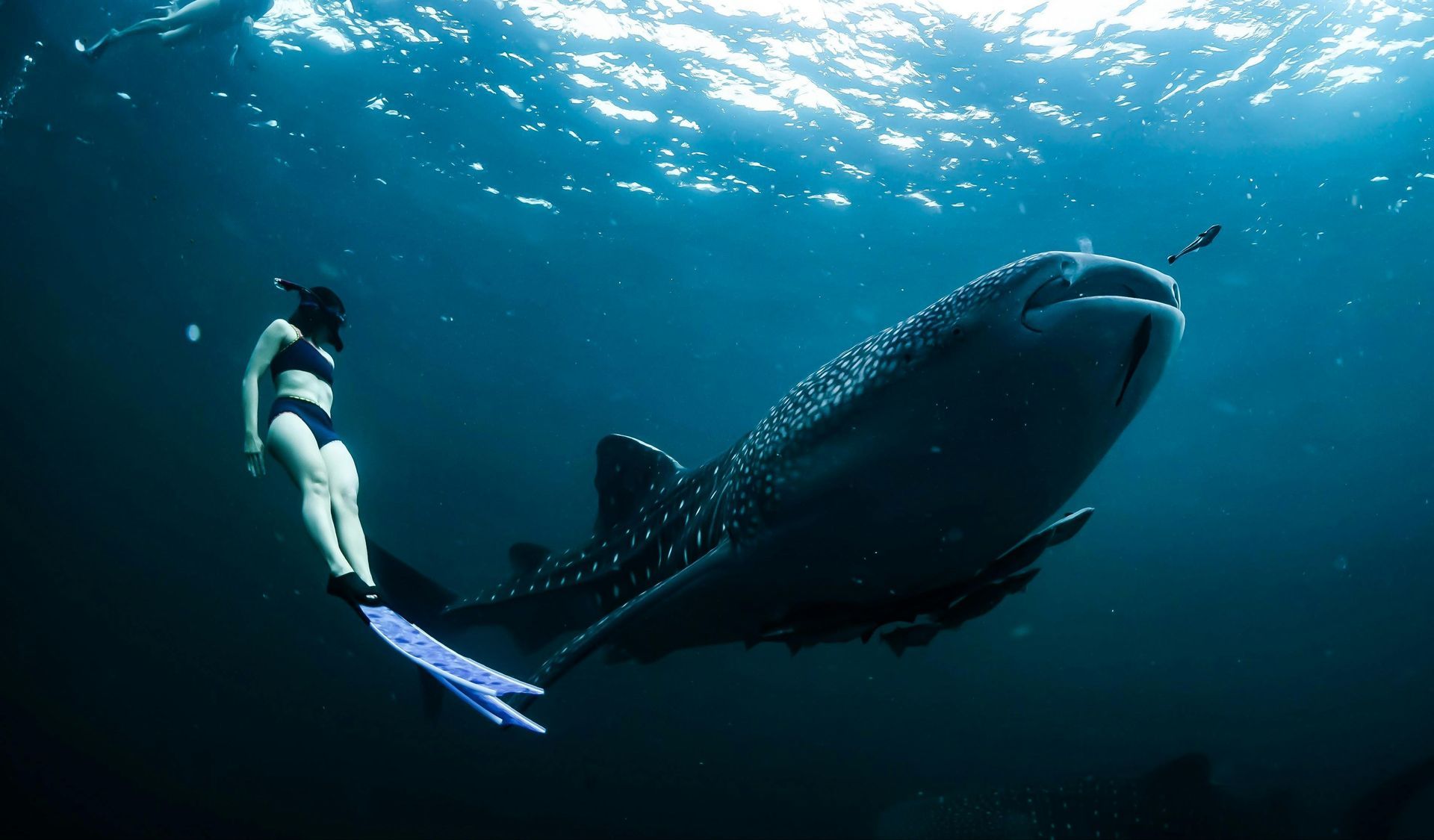 A snorkeler and a whale shark