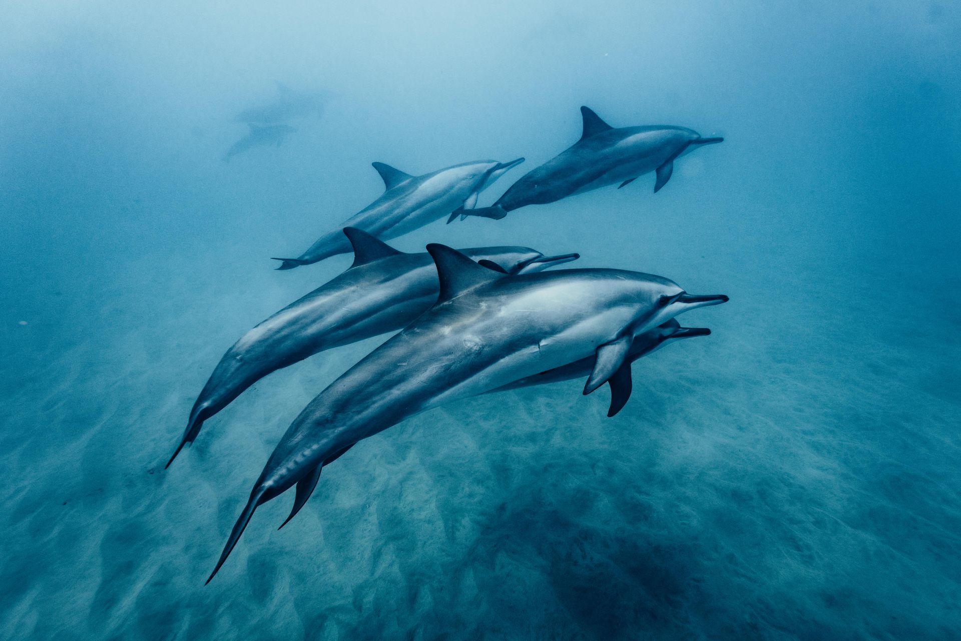 Spinner dolphins