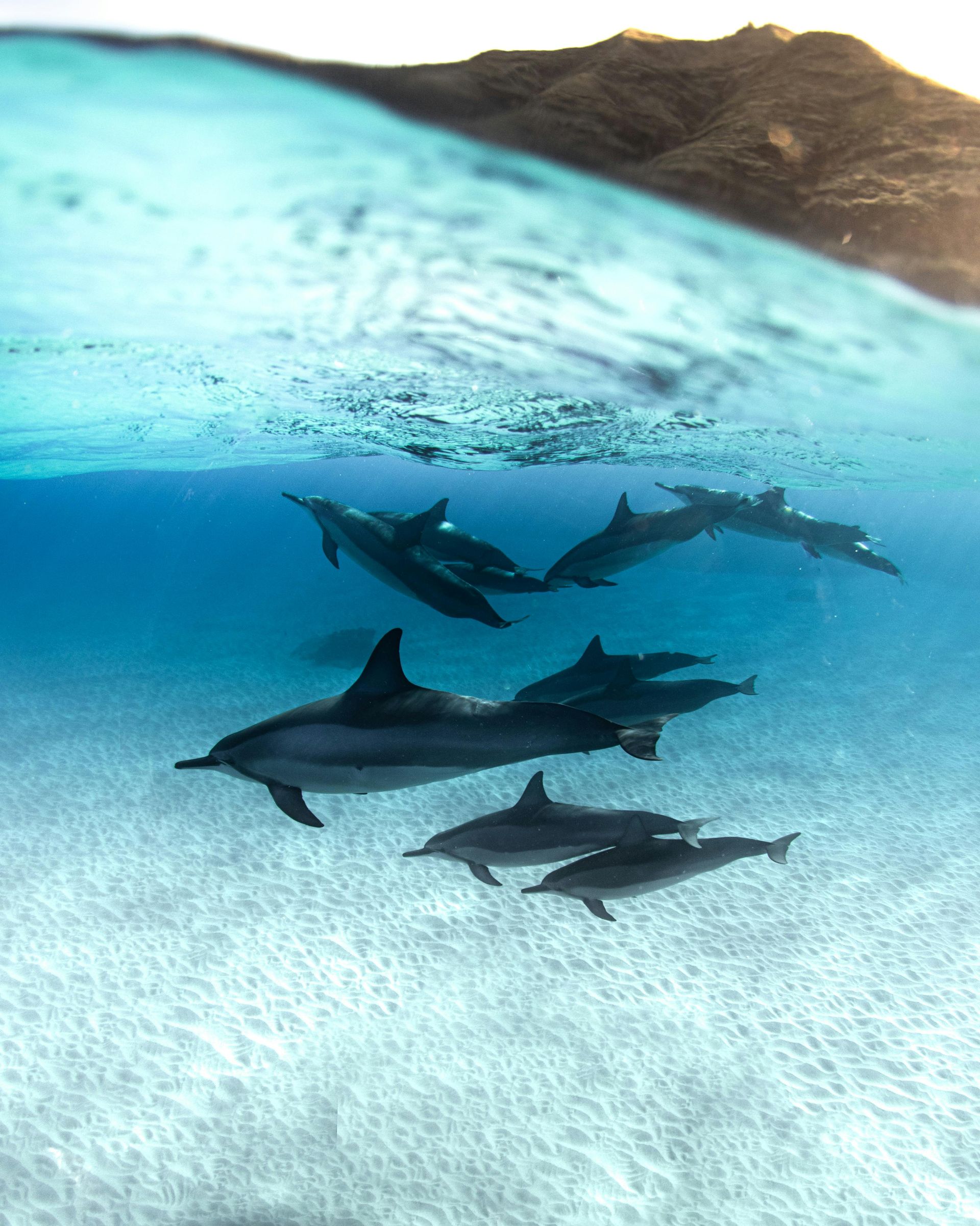 Spinner dolphins