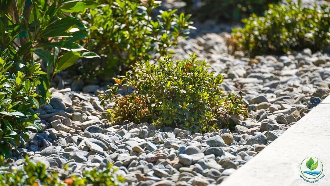 Low garden plants and shrubs growing beside a gravel bed and concrete edge