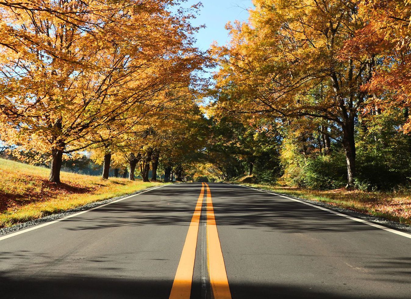 Tree-lined road with double yellow lines and autumn foliage on both sides