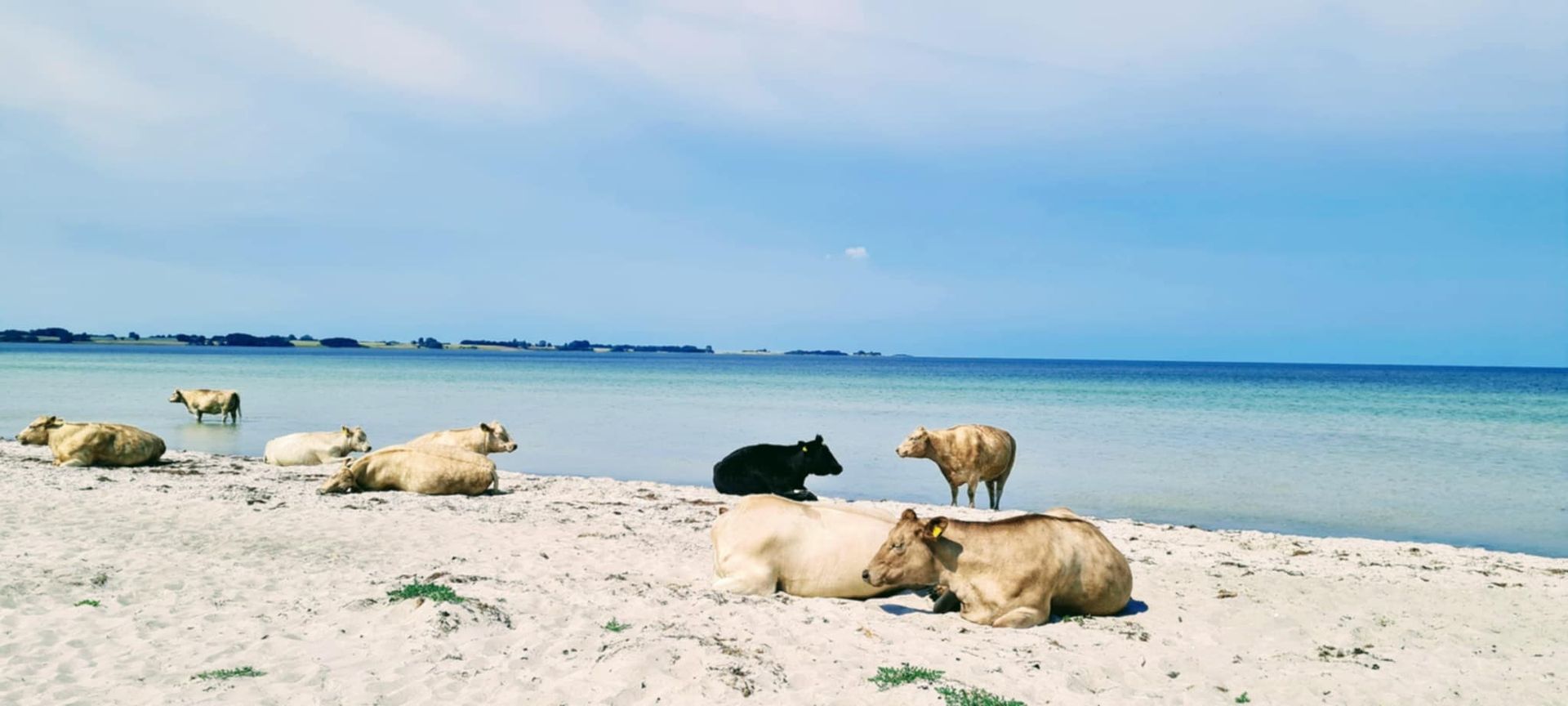 Køer slapper af på den flotte hvide sandstrand.
