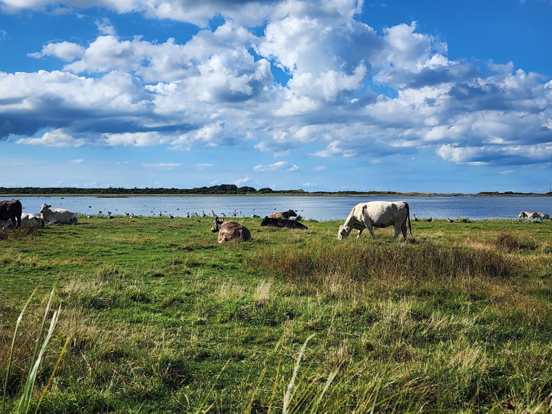 Køer græsser på engen nær stranden.
