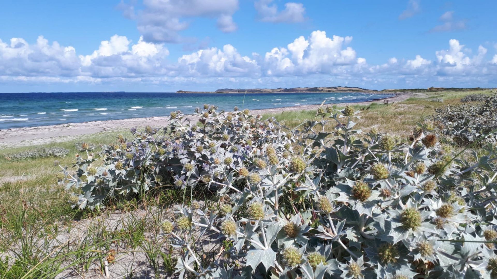 Strandtidsel vokser i sandklitterne ved stranden.