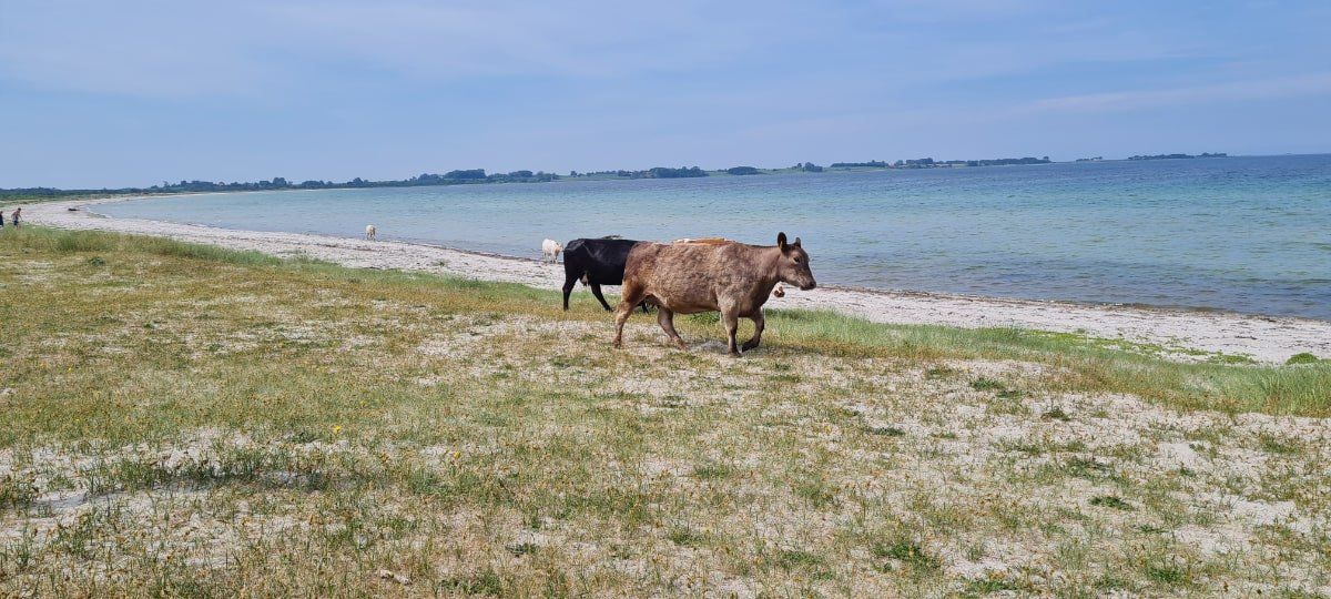 Køer på Vesterlyng Strand