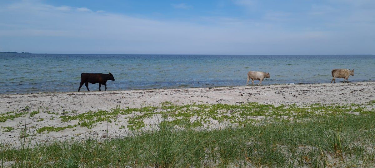 Køer på Vesterlyng Strand
