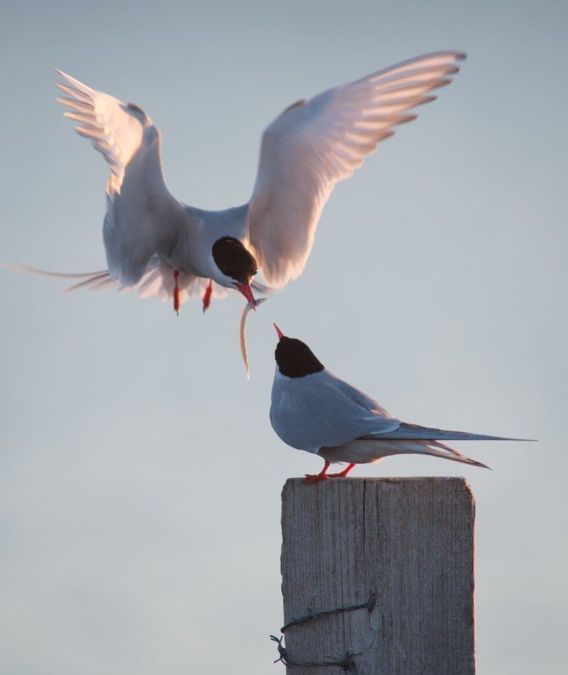 To flyvende måger
