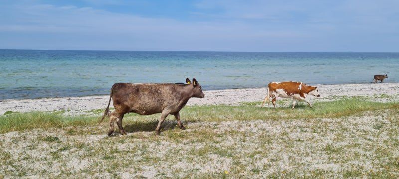Køer på Vesterlyng Strand
