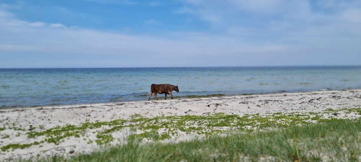 Køer på Vesterlyng Strand
