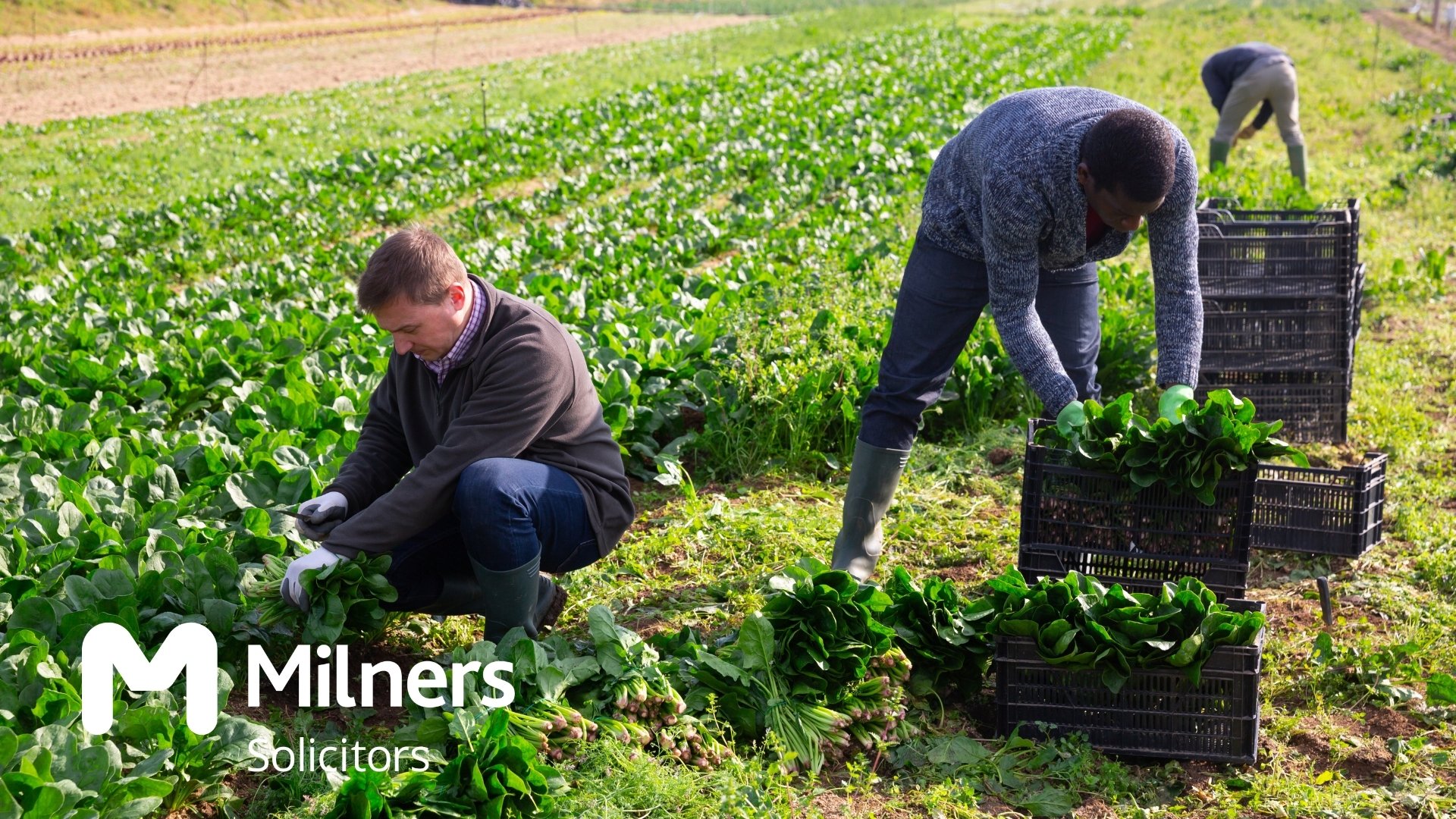UK agriculture a guide to the seasonal workers scheme in 2023