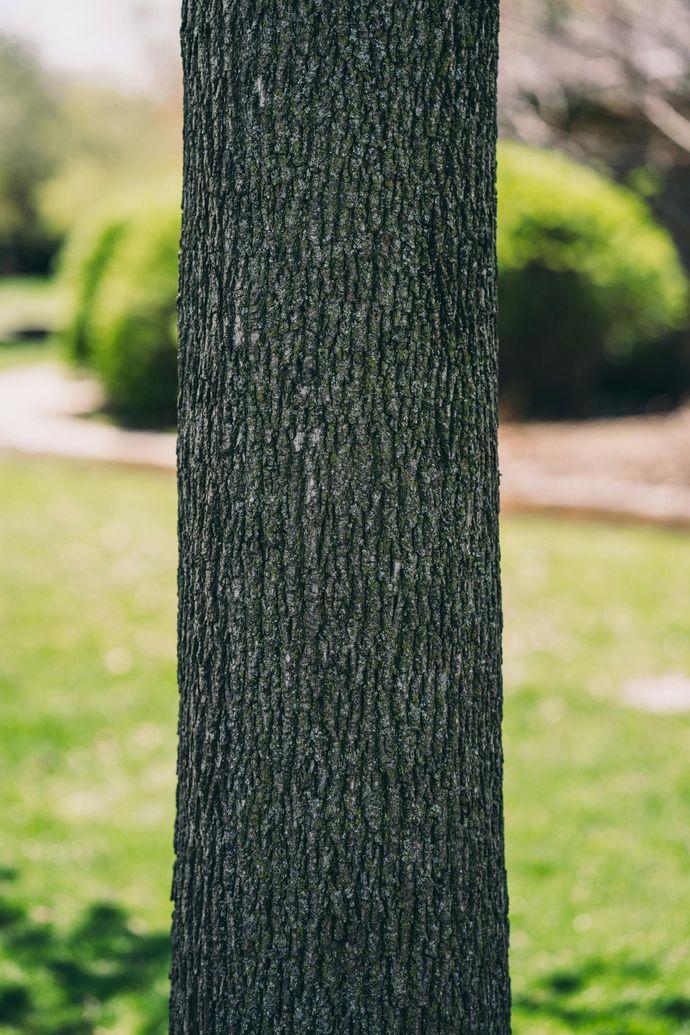 Tree trunk with rough, dark bark in a green park setting.
