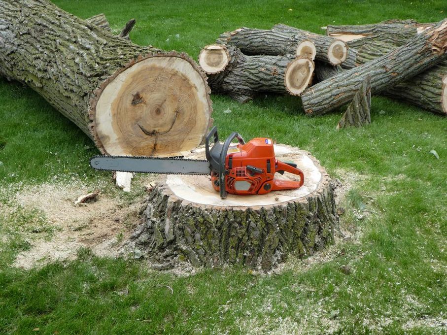 A chainsaw on a tree stump with cut logs in a grassy area.