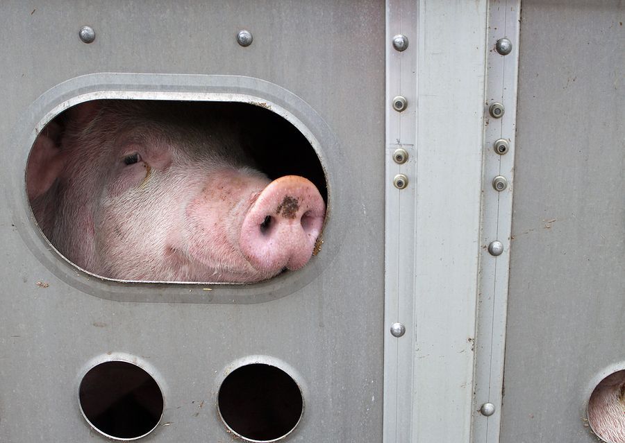 A pig is sticking its head out of a cage