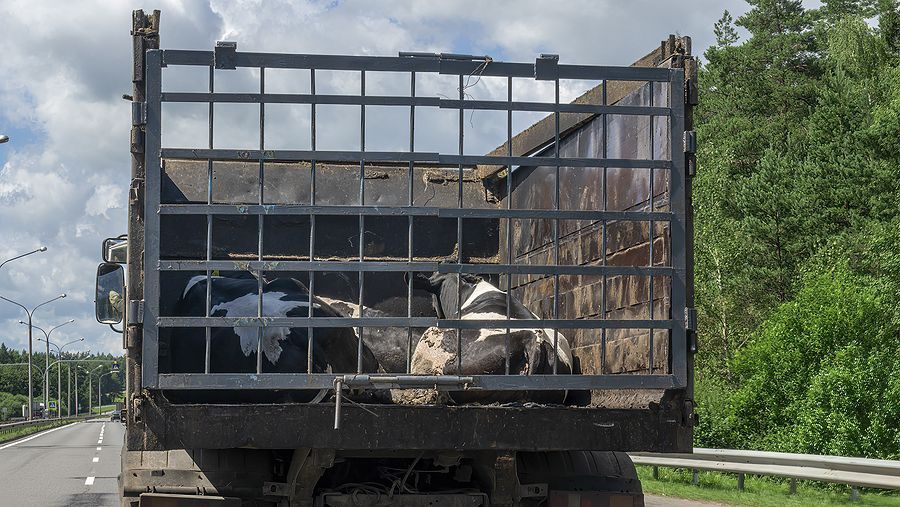 A truck with a cage on the back of it