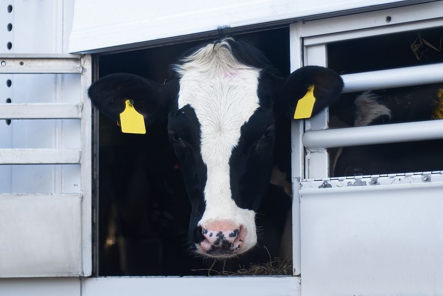 A cow is sticking its head out of the side of a trailer window