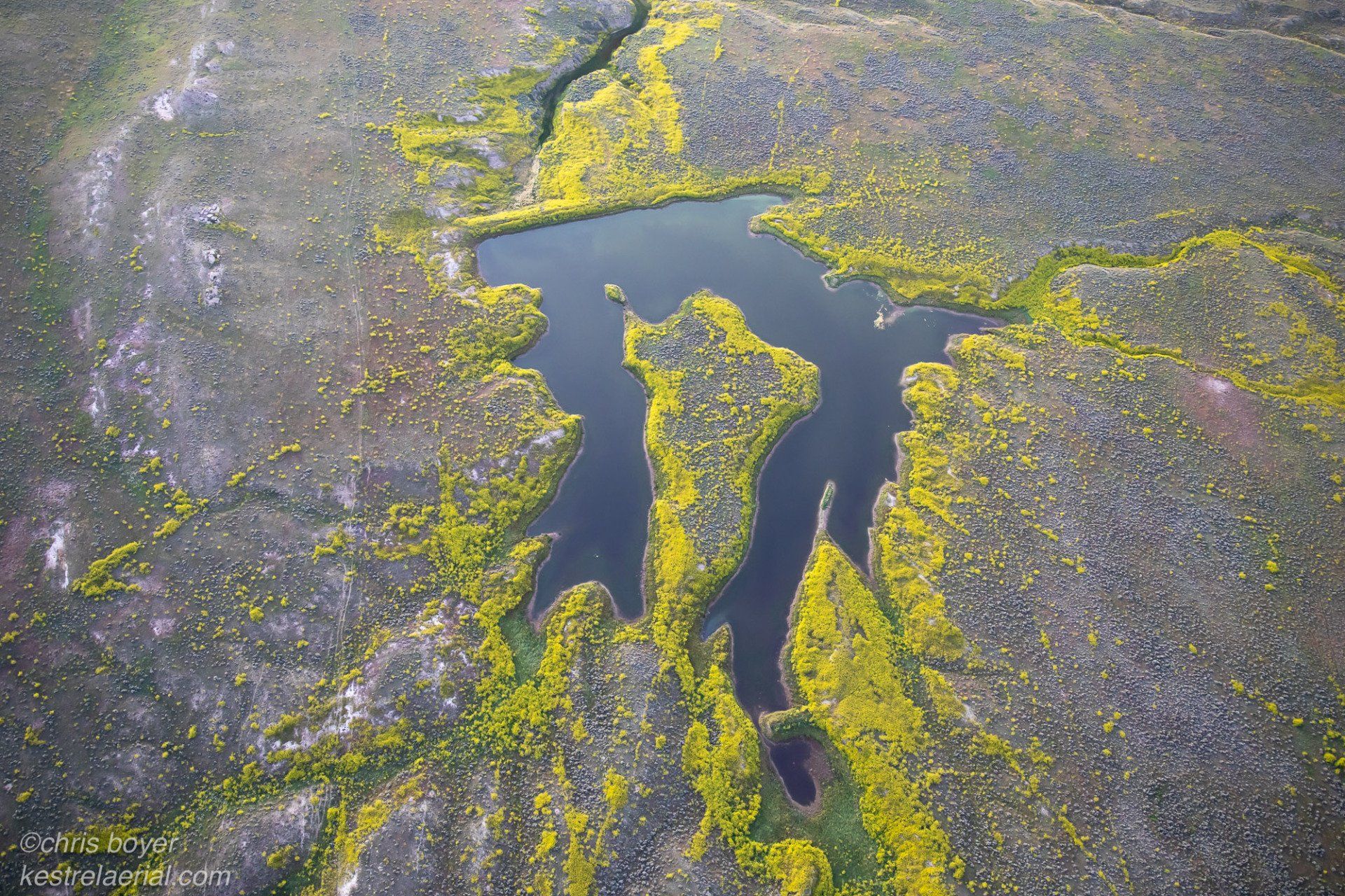 Stock Pond, Yellow Sweet Clover