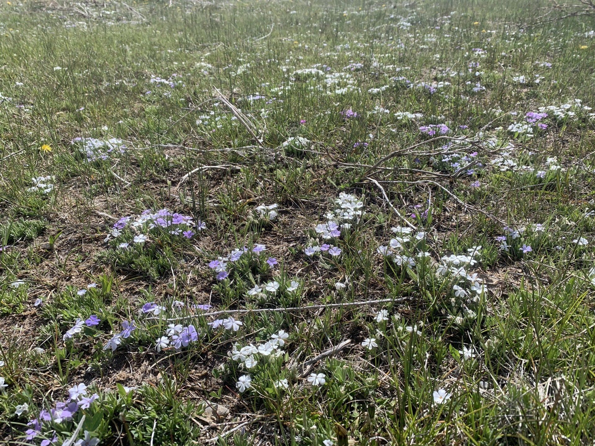 The Phlox are very enthusiastic about recolonizing the haul roads