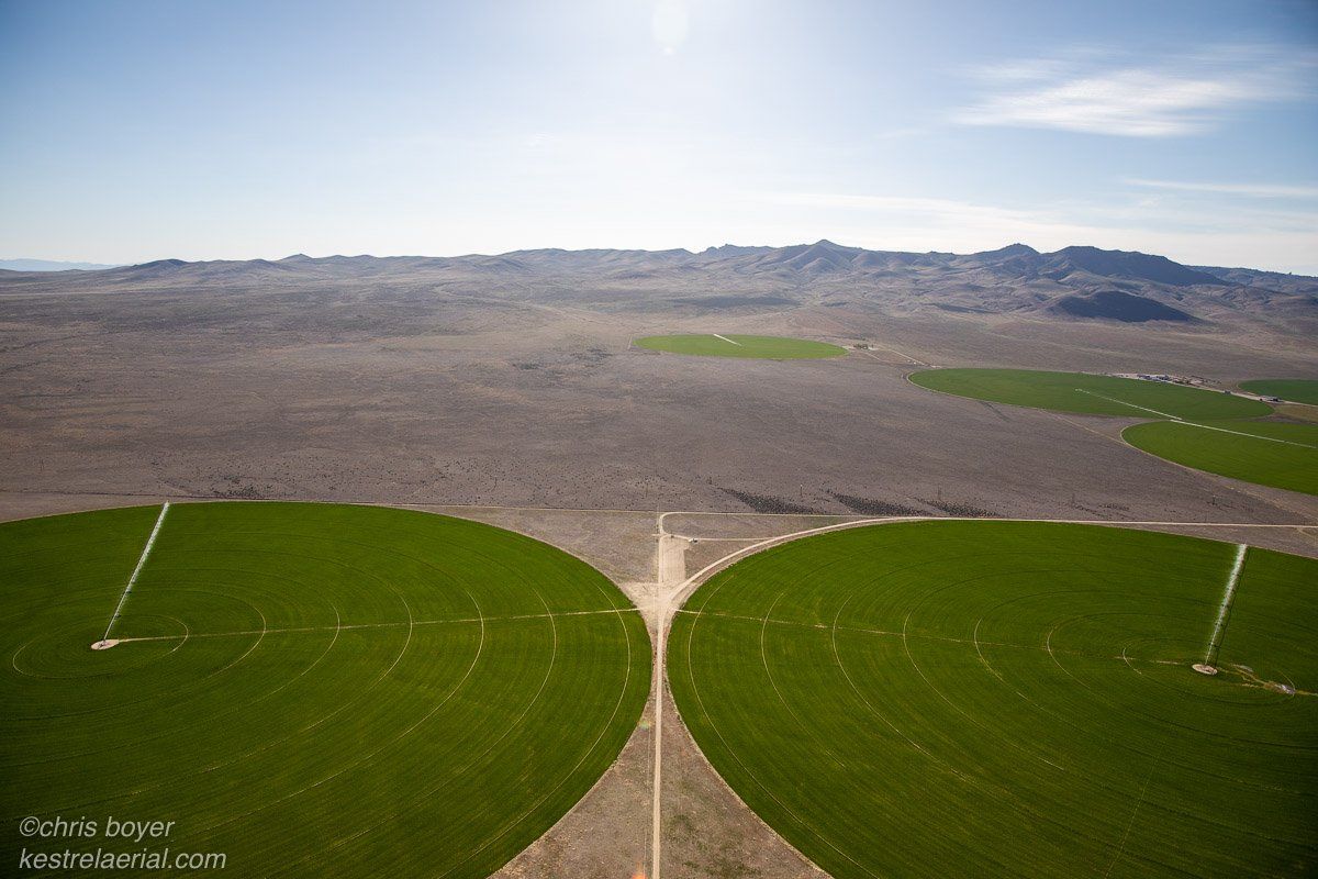 Deep groundwater irrigated alfalfa
