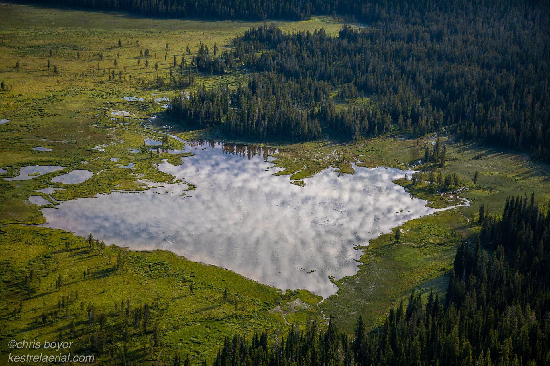 Yellowstone Wetland