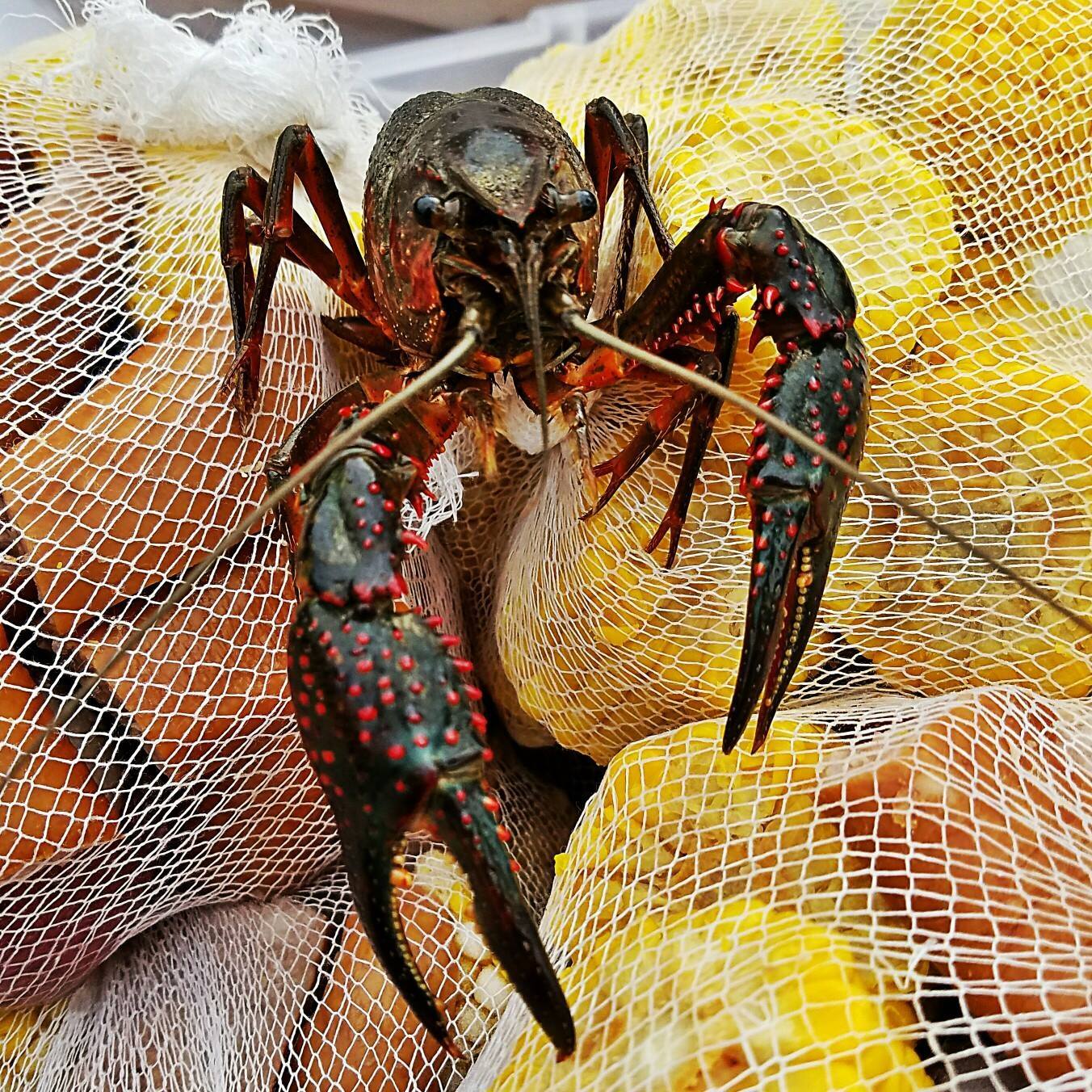 A person is holding a crayfish in a net.