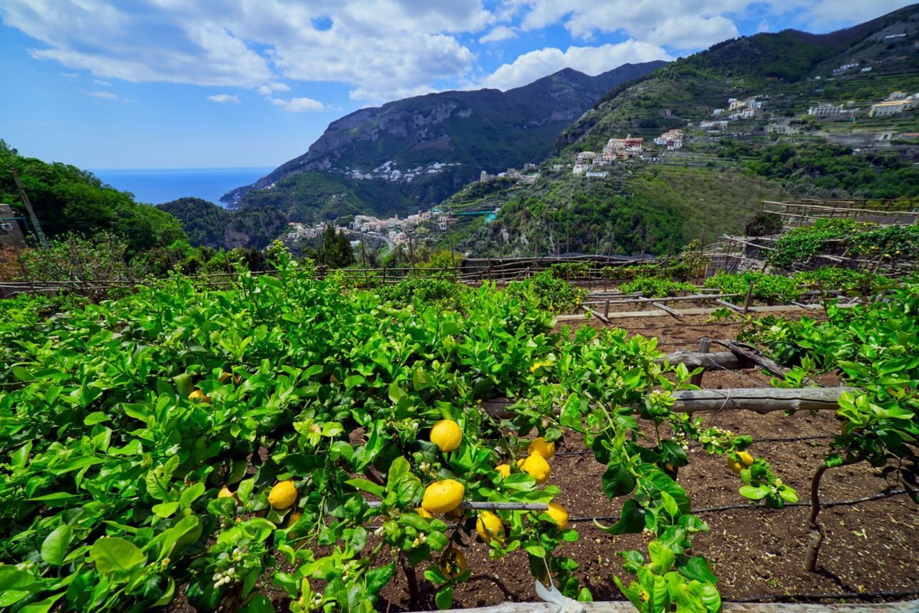 Lush citrus orchard with ripe yellow fruit overlooking a coastal mountain landscape