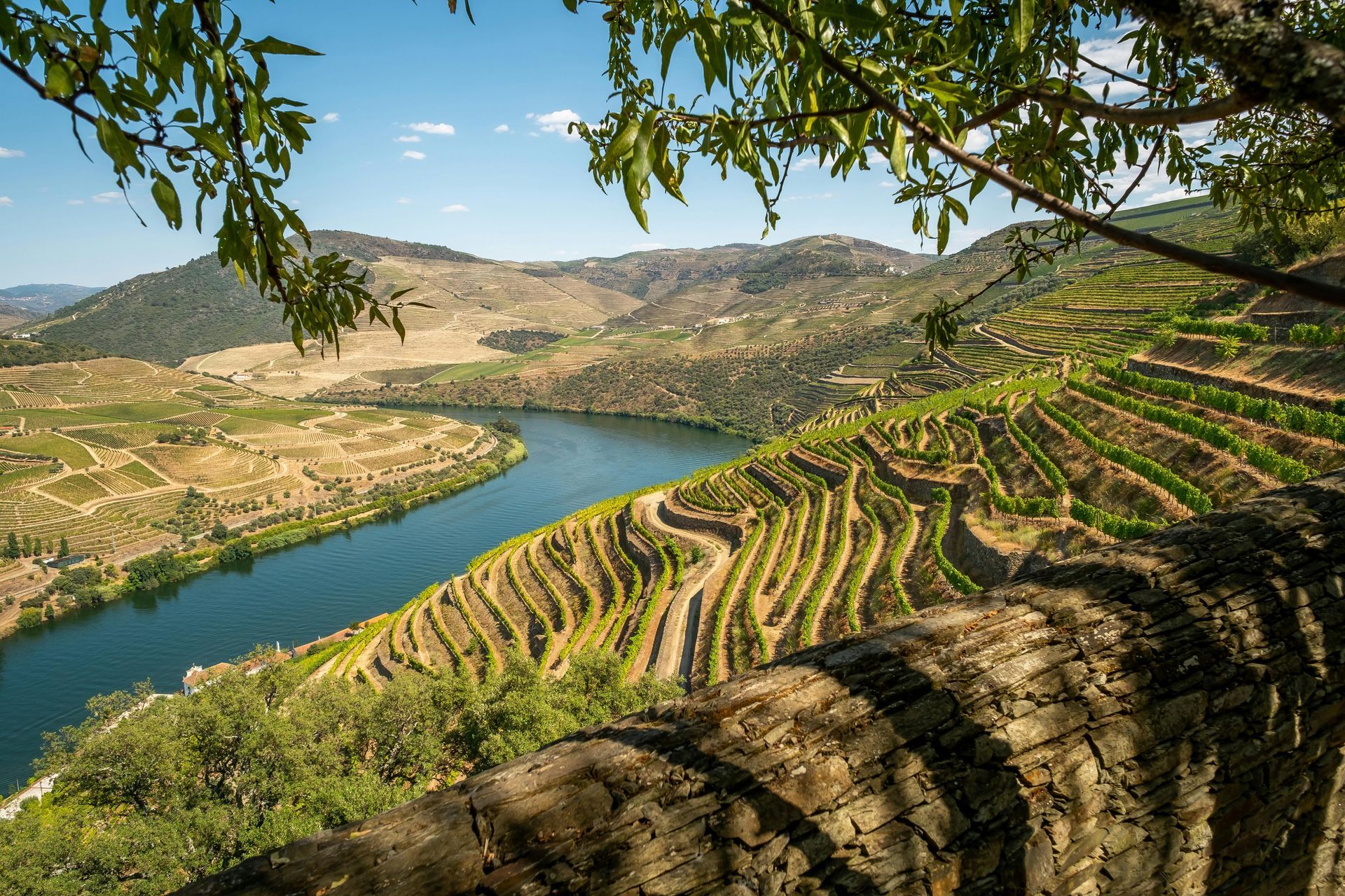 Terraced vineyards along a winding river in a sunlit valley, framed by hills and tree branches.
