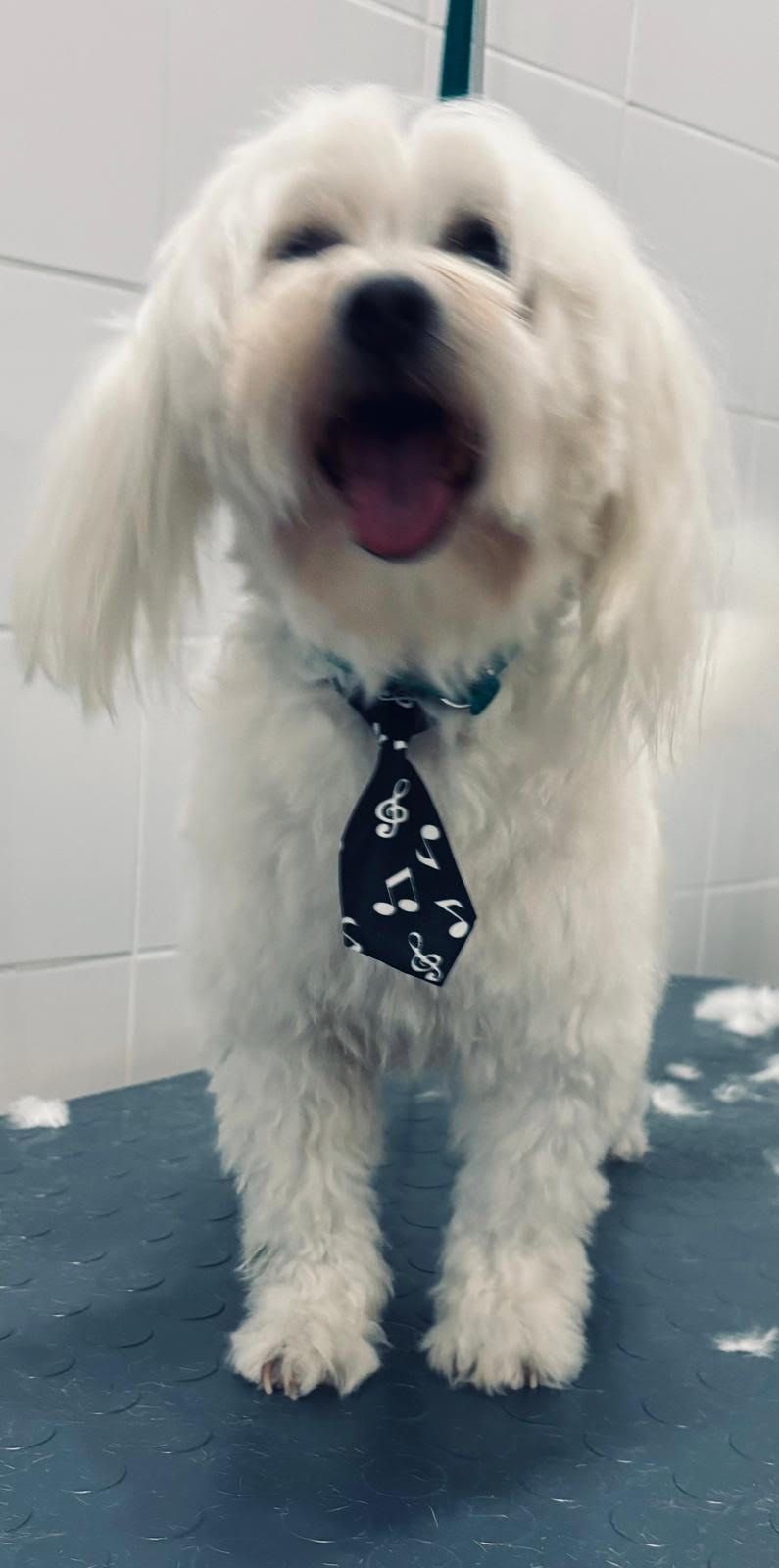 cane4