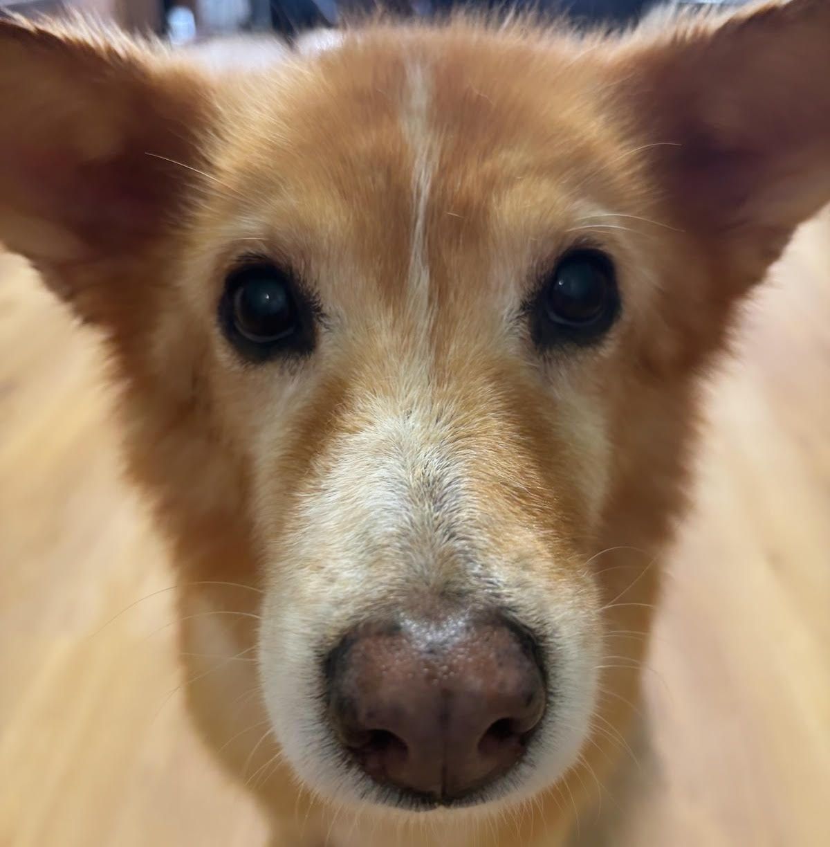 cane3