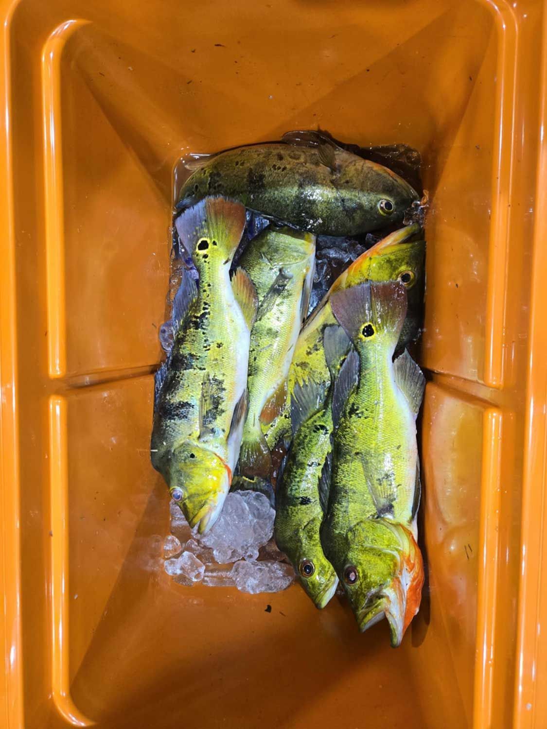 fishing services 8