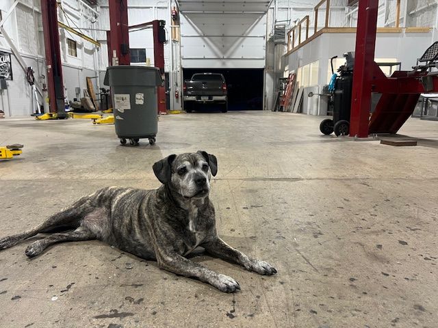 Team member and dog | A Team Automotive, LLC