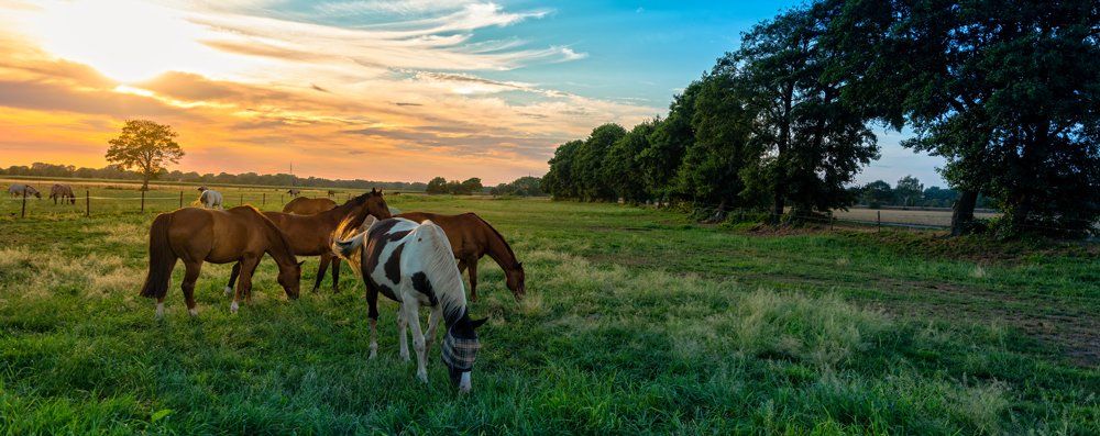 Grazing Horses in Autumn — Los Osos, CA — Los Osos Valley Equine Farm