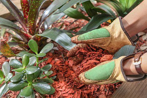 Hands wearing gloves adding red mulch to garden beds with plants.