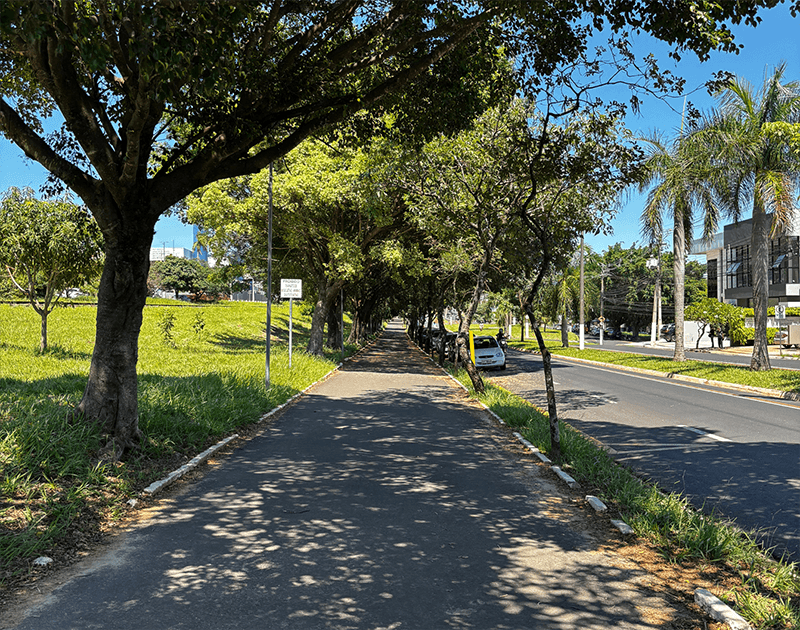 Num dia ensolarado, um caminho pavimentado ladeado por grandes árvores frondosas acompanha uma estrada e uma área gramada verdejante.