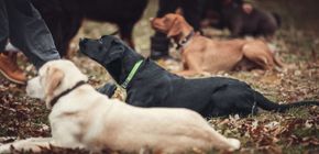 Dogs in harnesses sitting on a leaf-covered trail outdoors