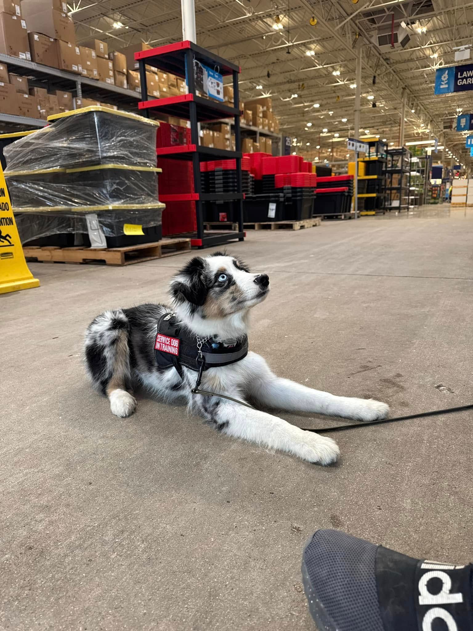 Black-and-white dog lying on a store floor aisle, wearing a pink harness in a warehouse store.