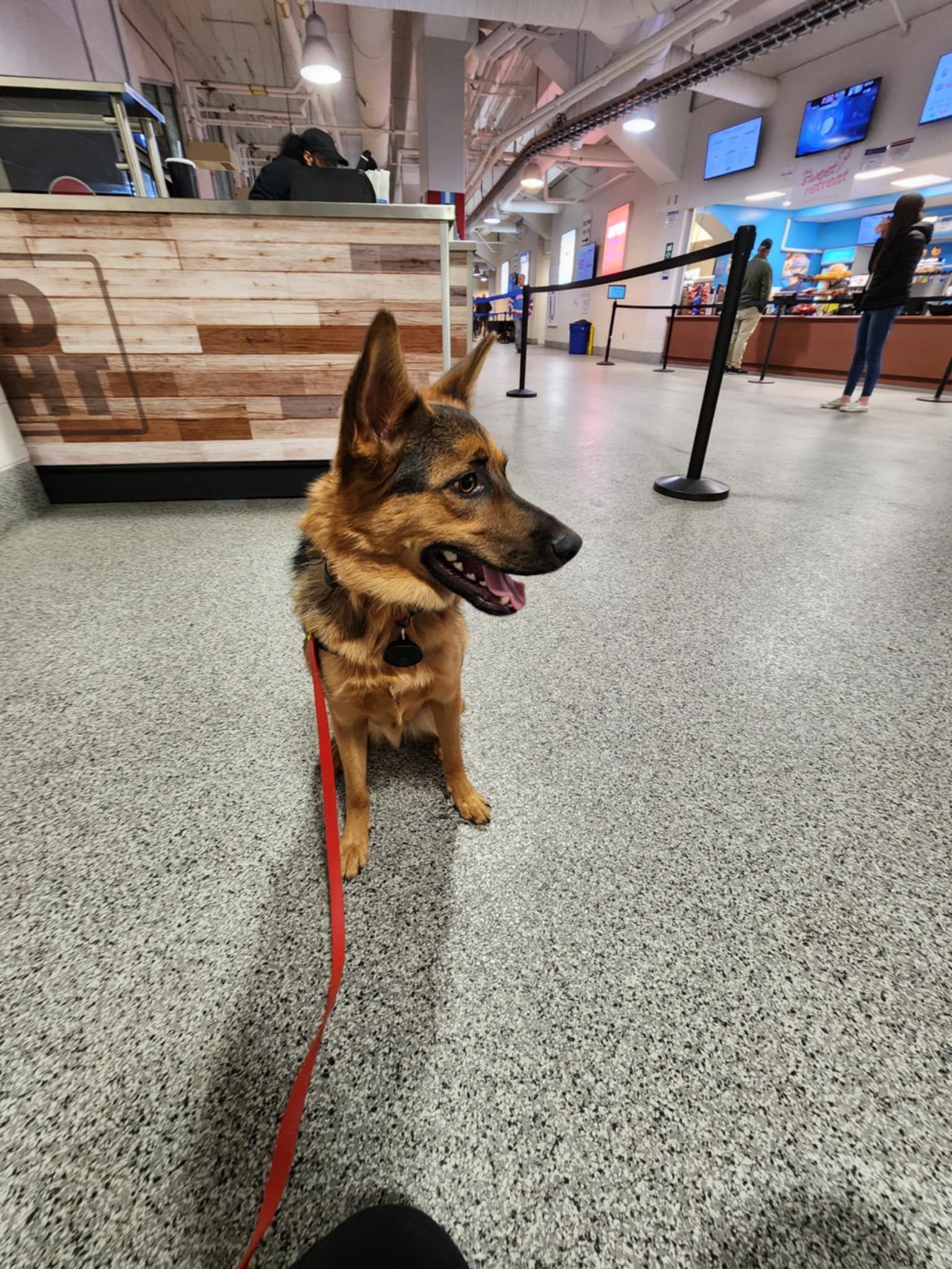 A German Shepherd with a red leash sits on a speckled floor inside a modern building with a service counter.