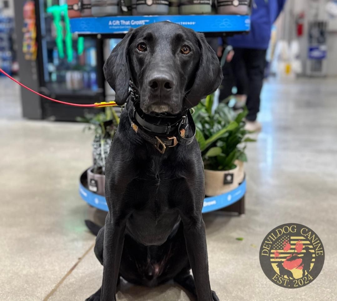 Black Labrador sits on a leash in a store aisle, facing the camera with pet supplies behind.