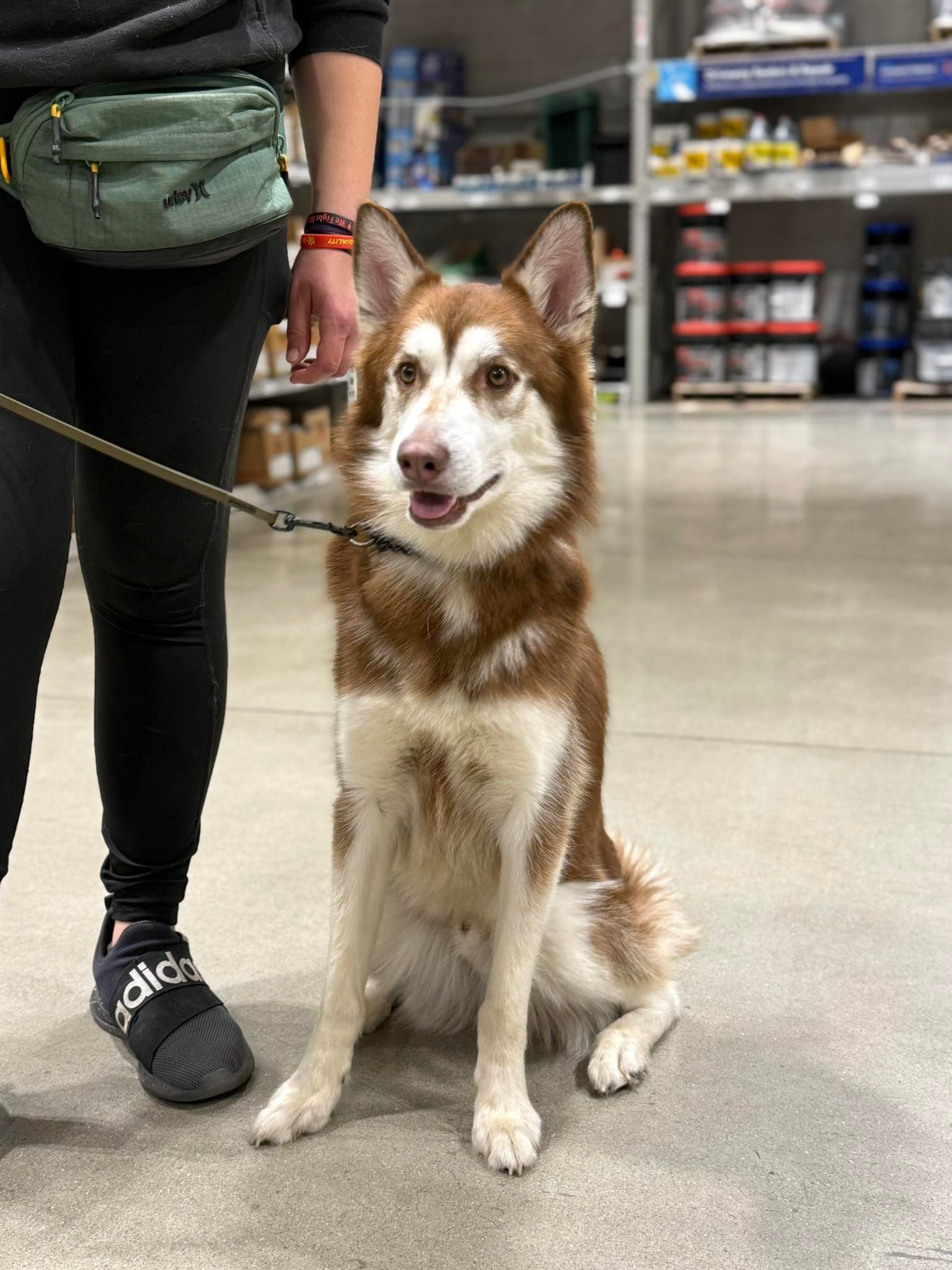 Brown-and-white dog sitting on a leash in a store aisle beside a person in black leggings and sneakers