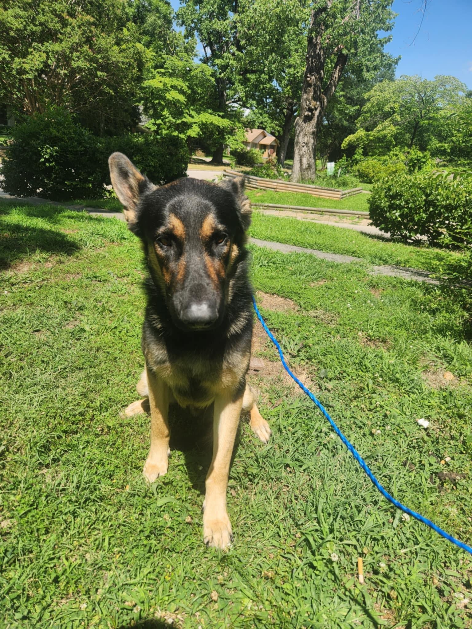 Black-and-tan dog standing on grass in a sunny park, with a blue leash nearby.