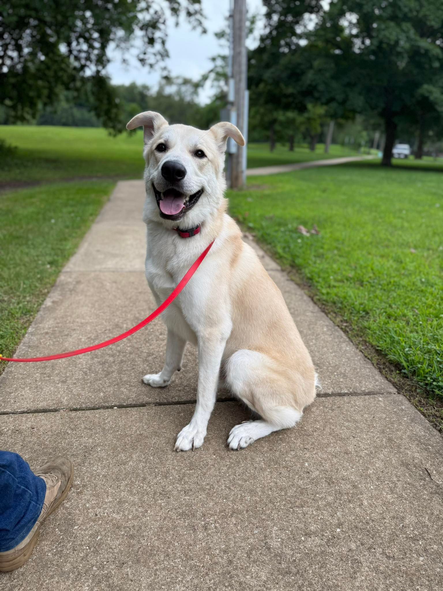 White dog on a red leash sitting on a sidewalk, panting with a happy expression in a grassy park