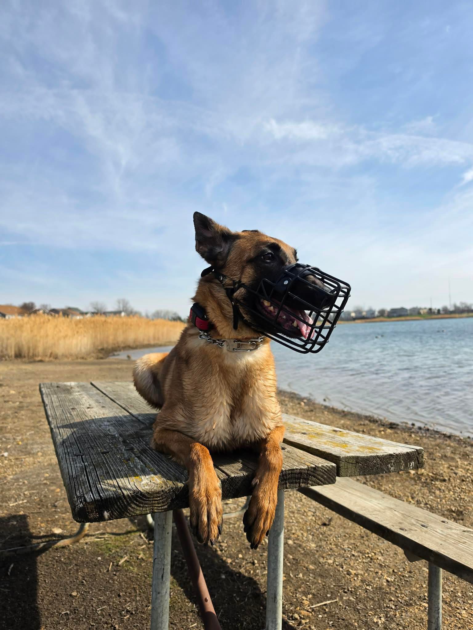 Belgian Malinois with a basket muzzle sitting on a bench by the water under a blue sky